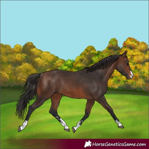 Horse Color:Brown Rabicano and Brown Rabicano