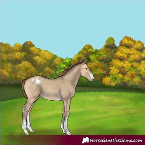 Horse Color:Sable Cream Champagne Dun Sabino Varnish