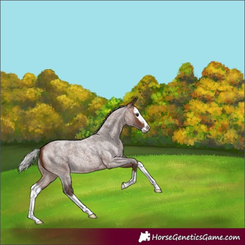 Horse Color:Silver Brown Roan Splash Rabicano 