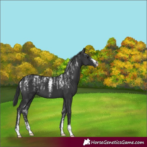 Horse Color:Powder White Black 