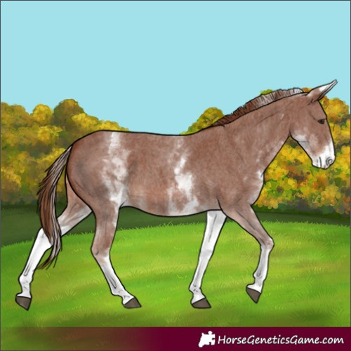 Horse Color:White Spotted Chestnut Sabino