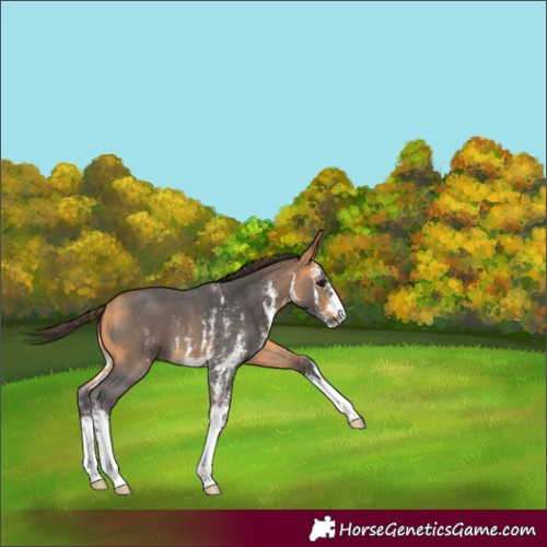 Horse Color:Buckskin Sabino