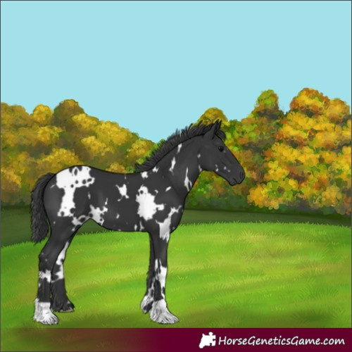 Horse Color:White Spotted Black