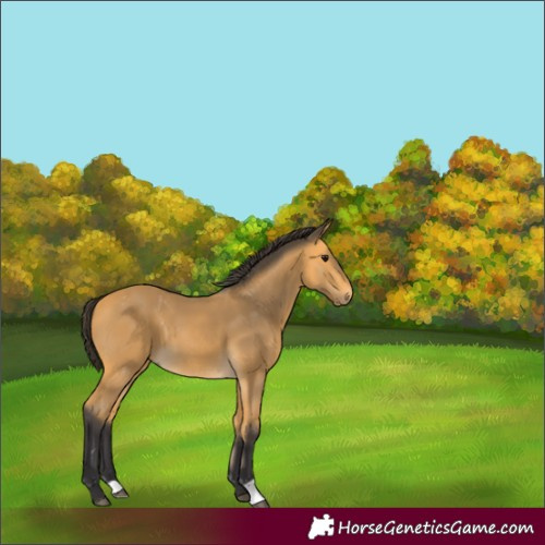 Horse Color:Buckskin