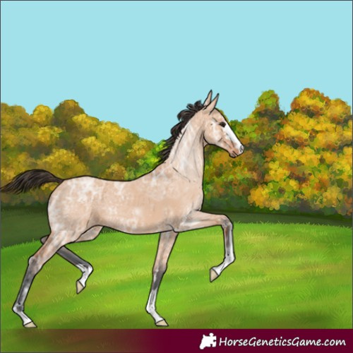 Horse Color:Bay Ice Dun 