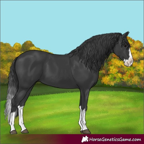 Horse Color:Black Splash 