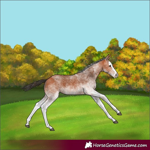 Horse Color:White Spotted Bay Splash 