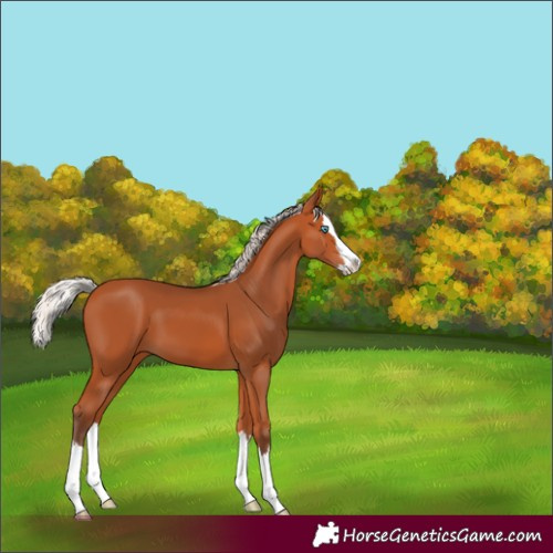 Horse Color:Silver Bay Splash Varnish 