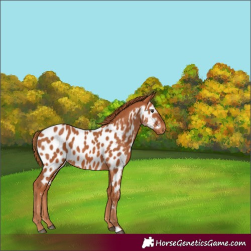 Horse Color:Chestnut Near Leopard 