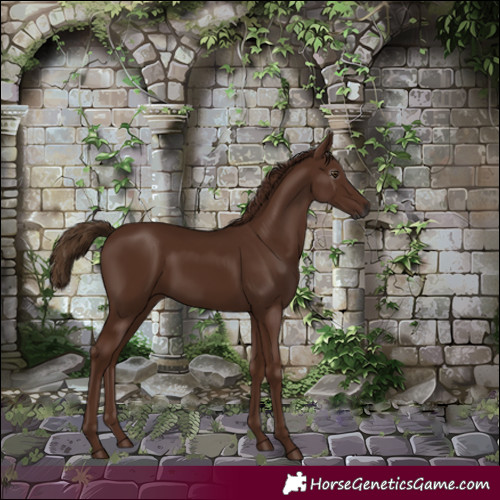 Horse Color:Gray White Spotted Chestnut 