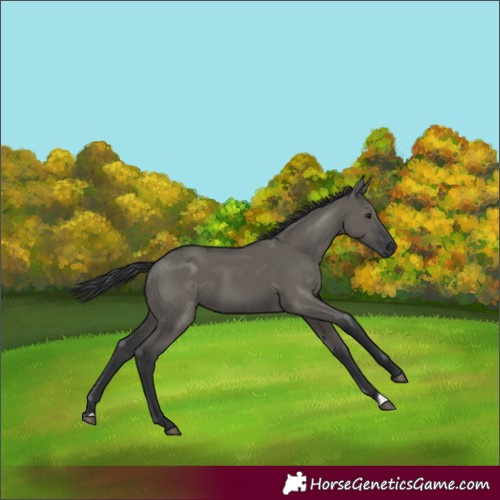 Horse Color:Grullo