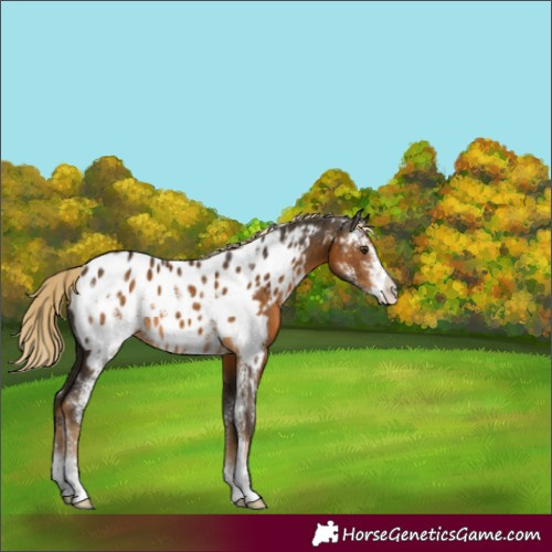 Horse Color:Chocolate Palomino Sabino Blanket Rabicano 