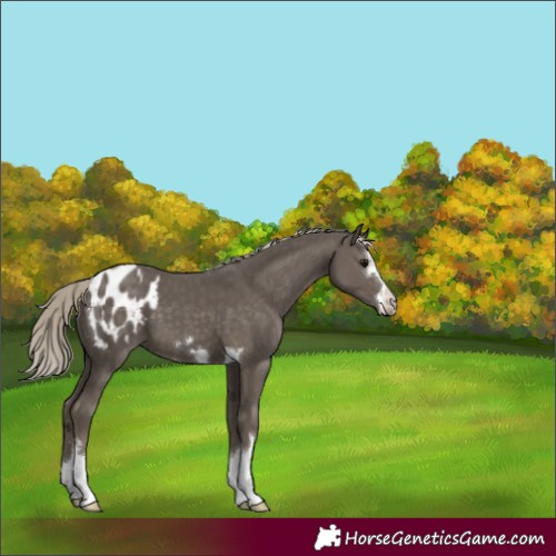 Horse Color:Silver Smoky Black Blanket 