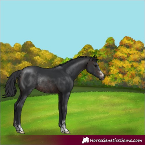 Horse Color:Brown Rabicano