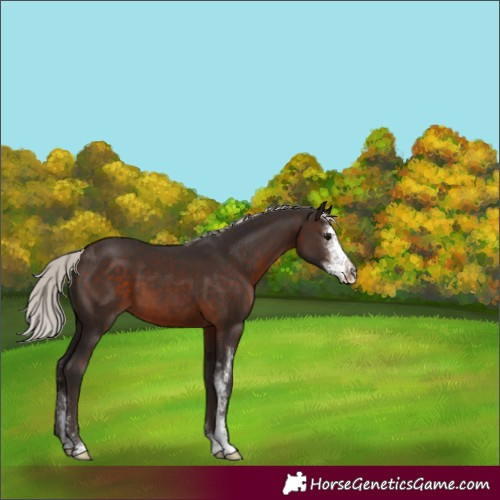 Horse Color:Silver Brown Sabino 