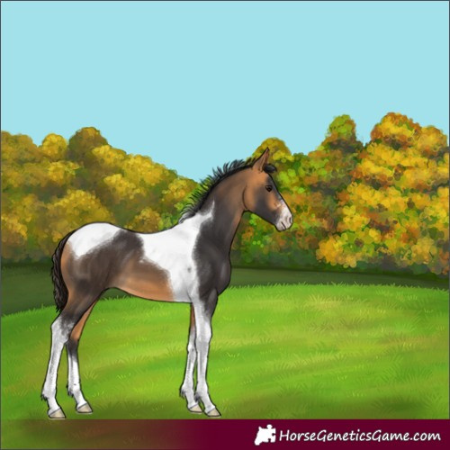 Horse Color:Buckskin Sabino Tobiano 