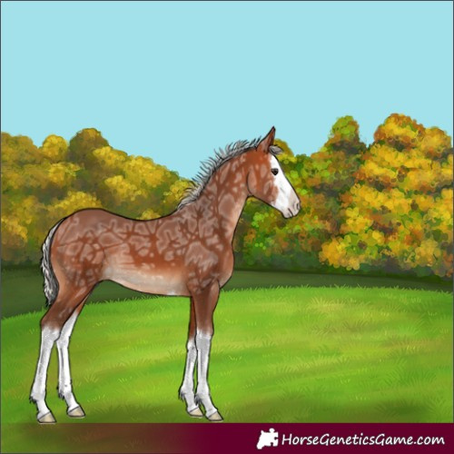 Horse Color:Silver Bay Ice Splash 