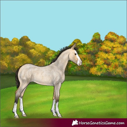 Horse Color:Buckskin Roan Dun Splash