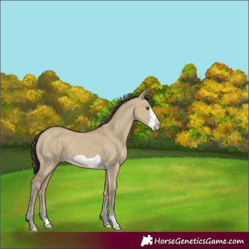 Horse Color:Classic Cream Champagne Dun Frame 