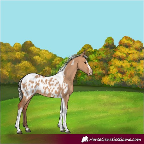 Horse Color:Silver Bay Dun Splash Tobiano Frame Near Leopard Rabicano