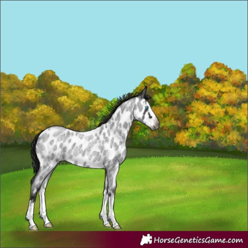 Horse Color:Gray Blue Roan Splash Near Leopard Rabicano 
