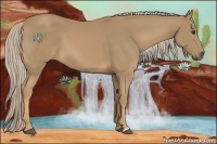 Horse Color:Palomino