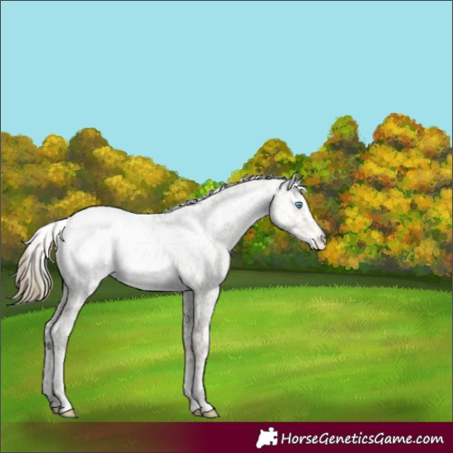 Horse Color:Buckskin Pearl Dun Mushroom Sabino Blanket 