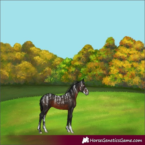 Horse Color:Powder White Gray Brown
