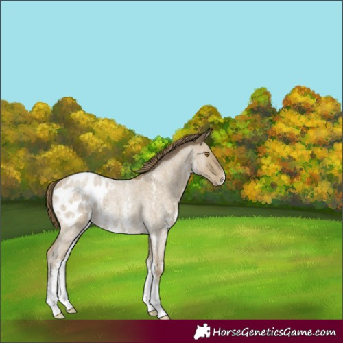 Horse Color:Classic Cream Champagne Roan Sabino Blanket Rabicano
