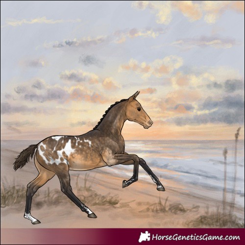 Horse Color:Buckskin Blanket 
