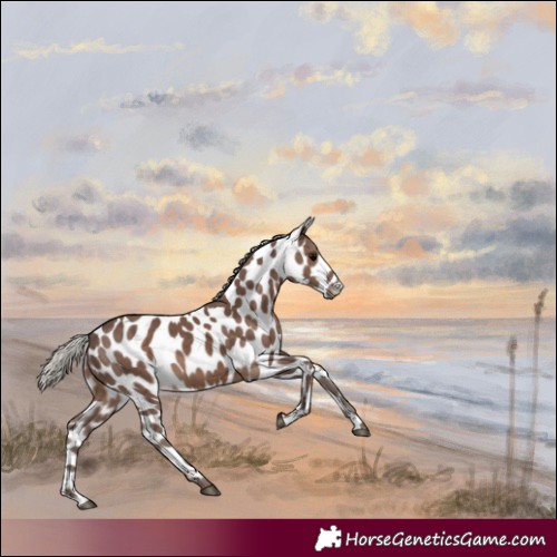 Horse Color:Silver Black Leopard
