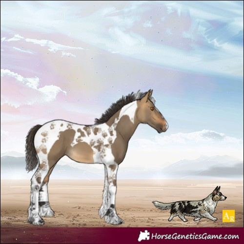 Horse Color:Buckskin Dun Tobiano 
