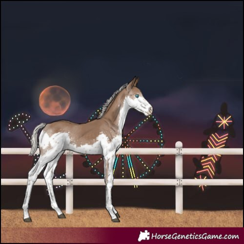Horse Color:Silver Black Splash 