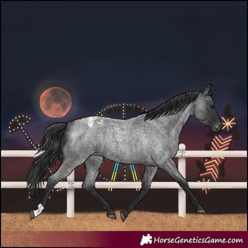 Horse Color:Blue Roan Varnish Rabicano