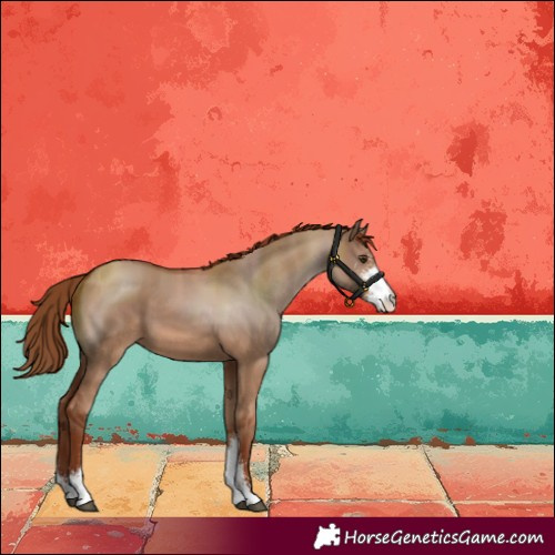 Horse Color:Red Dun Sabino