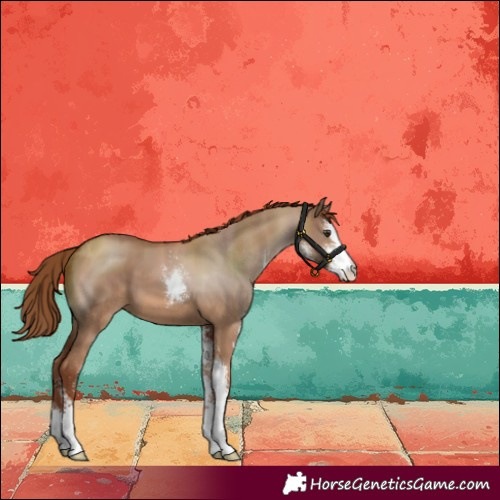 Horse Color:Red Dun Sabino 