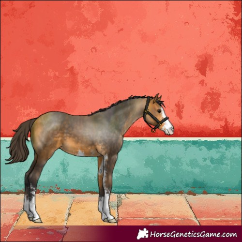 Horse Color:Buckskin Sabino 