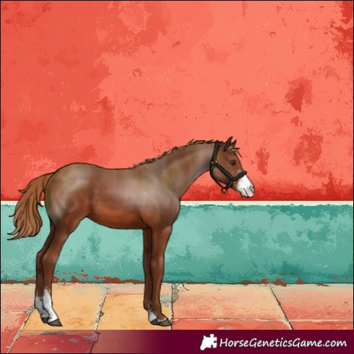 Horse Color:Chestnut Sabino