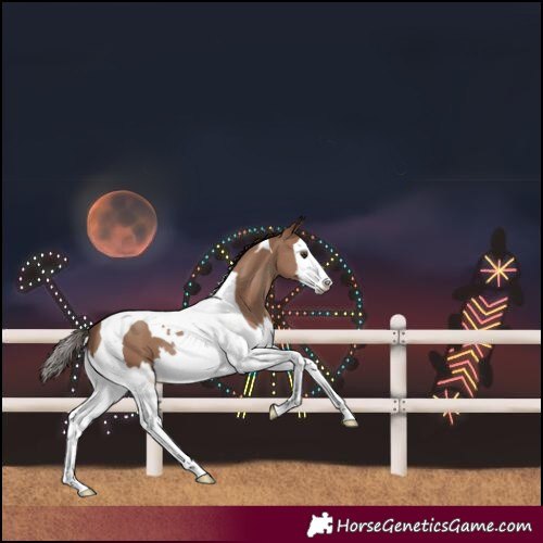 Horse Color:Classic Champagne Splash Tobiano