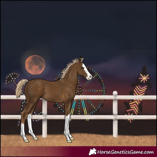 Horse Color:Chocolate Palomino Sabino Splash