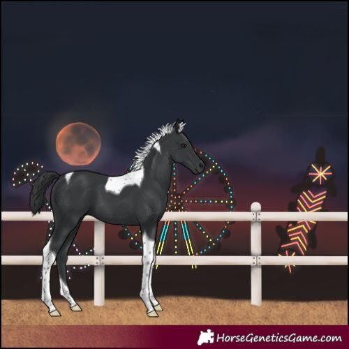 Horse Color:Black Tobiano