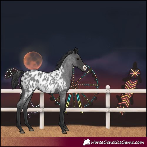 Horse Color:Blue Roan Frame Near Leopard