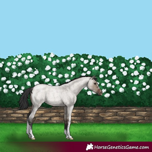 Horse Color:Brown Roan Dun Sabino
