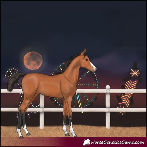 Horse Color:Bay 