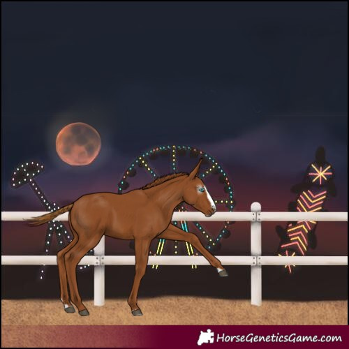 Horse Color:Gray Chestnut Splash 