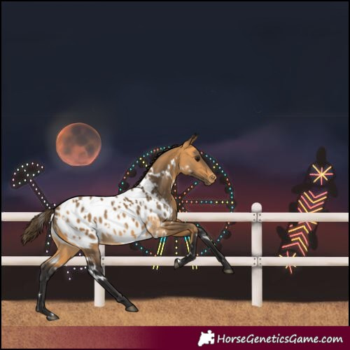 Horse Color:White Spotted Buckskin Near Leopard