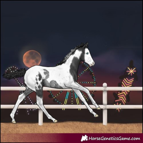 Horse Color:Black Splash Tobiano Blanket Rabicano 