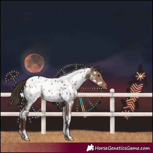 Horse Color:White Spotted Liver Red Dun Near Leopard
