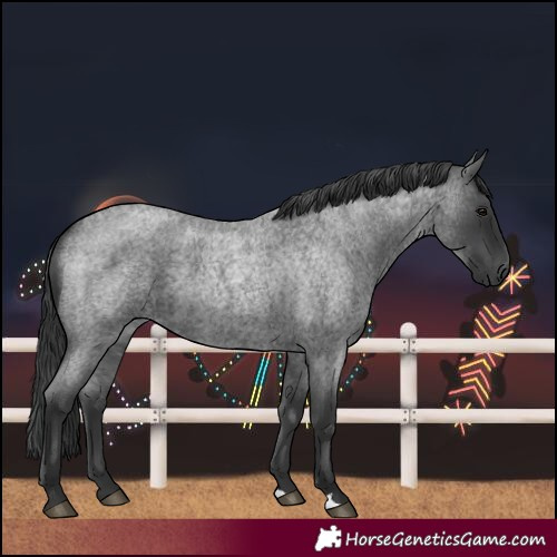 Horse Color:Blue Roan 