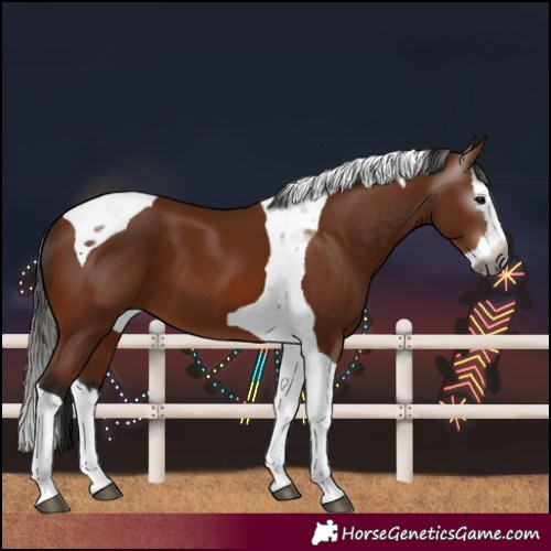Horse Color:Gray Bay Splash Tobiano